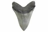 Serrated, Fossil Megalodon Tooth - North Carolina #378070-2